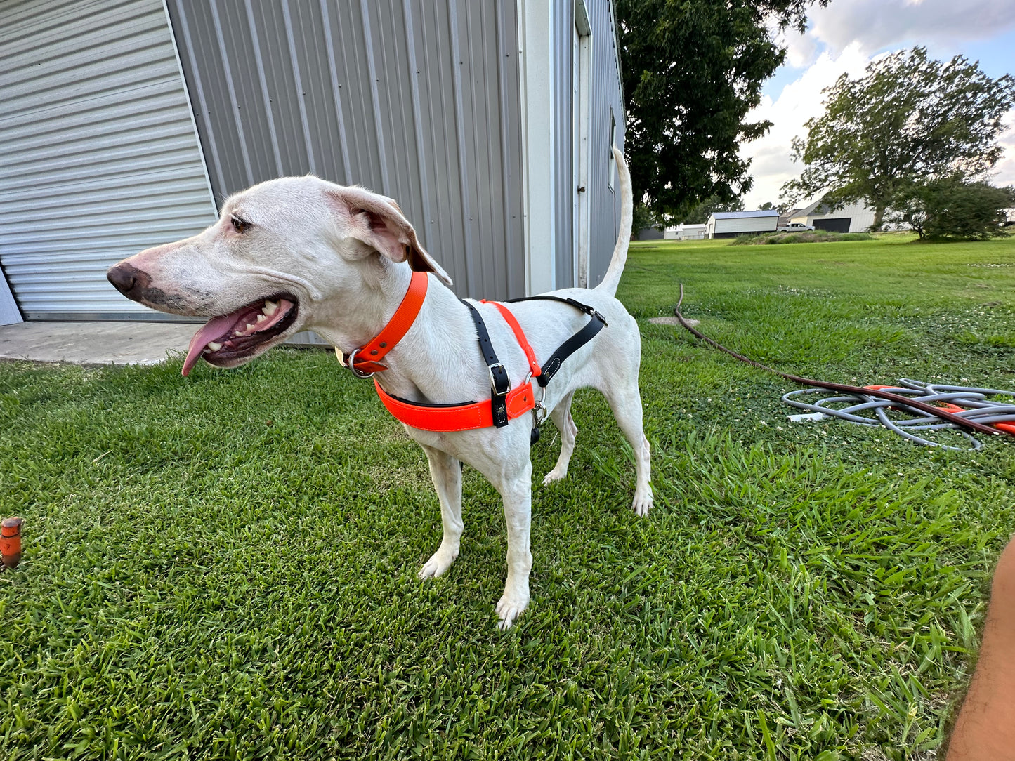 Cable Gangz TufFlex Roading Harness